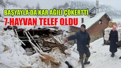 Başyayla’da kar ağılı çökertti: 7 hayvan telef oldu