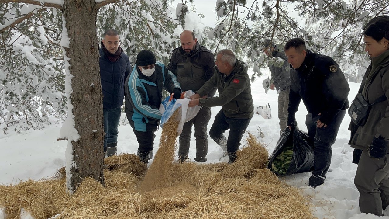 Çankırı'da yaban hayvanları için karlı kaplı alanlara yem bırakıldı
