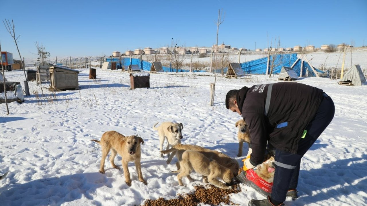 Çubuk'ta yaban hayvanları için doğaya yem bırakıldı