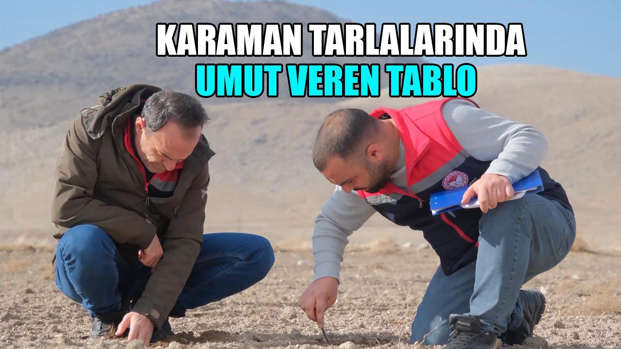 Karaman tarlalarında umut veren tablo