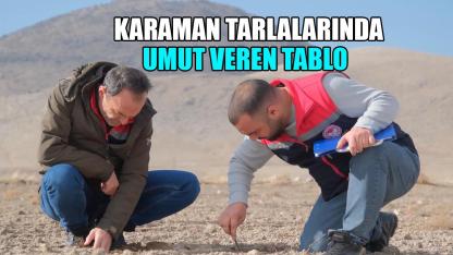 Karaman tarlalarında umut veren tablo