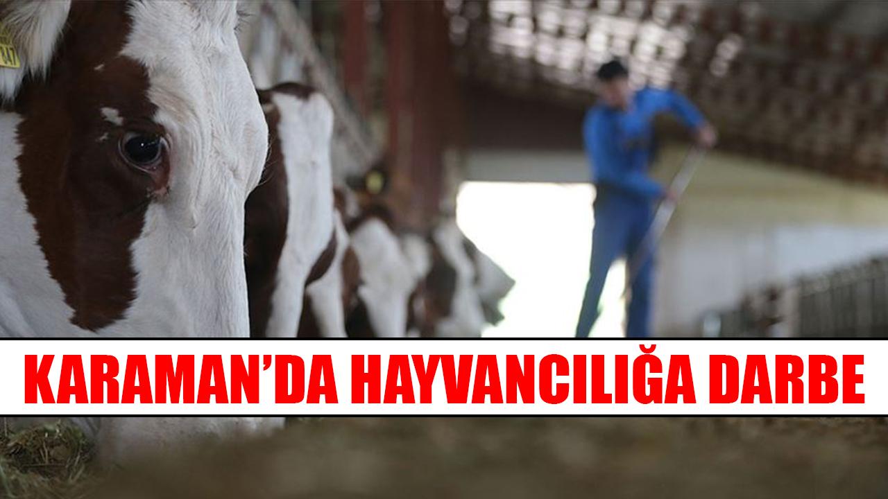 Karaman’da hayvancılığa darbe