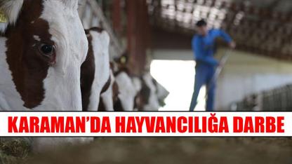 Karaman’da hayvancılığa darbe