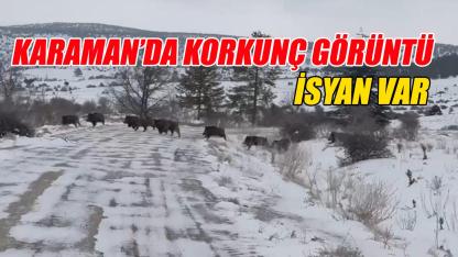 Karaman'da korkunç görüntü