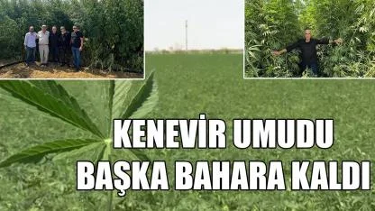 Kenevir umudu başka bahara kaldı