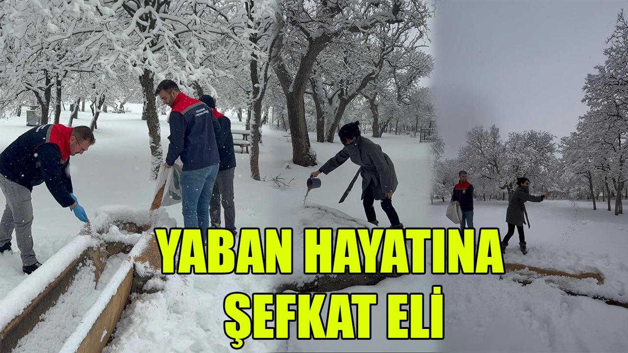 Yaban hayatına şefkat eli