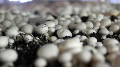 Nevşehir'de girişimci devlet desteğiyle kurduğu tesiste günde 2 ton mantar üretiyor