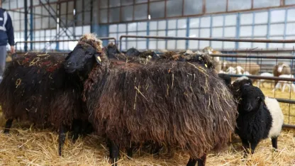 Nesli tükenme tehlikesi altındaki koyun ırkı Konya'daki enstitüde korunuyor