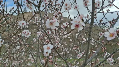 Beypazarı’nda badem ağaçları vaktinden önce çiçek açtı