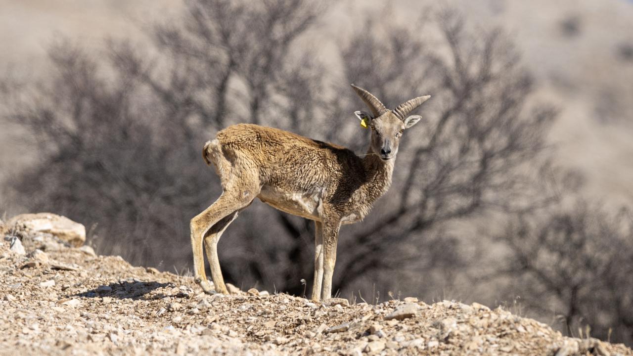 "Anadolu cerenleri" Karaman'da görüntülendi