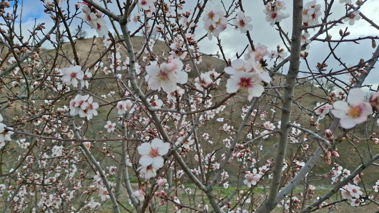 Beypazarı’nda badem ağaçları vaktinden önce çiçek açtı