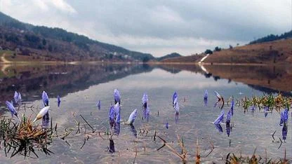 Cemrenin ikincisi suya düştü