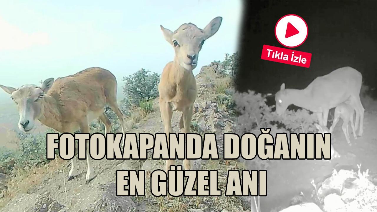 Fotokapanda doğanın en özel anı