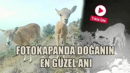 Fotokapanda doğanın en özel anı