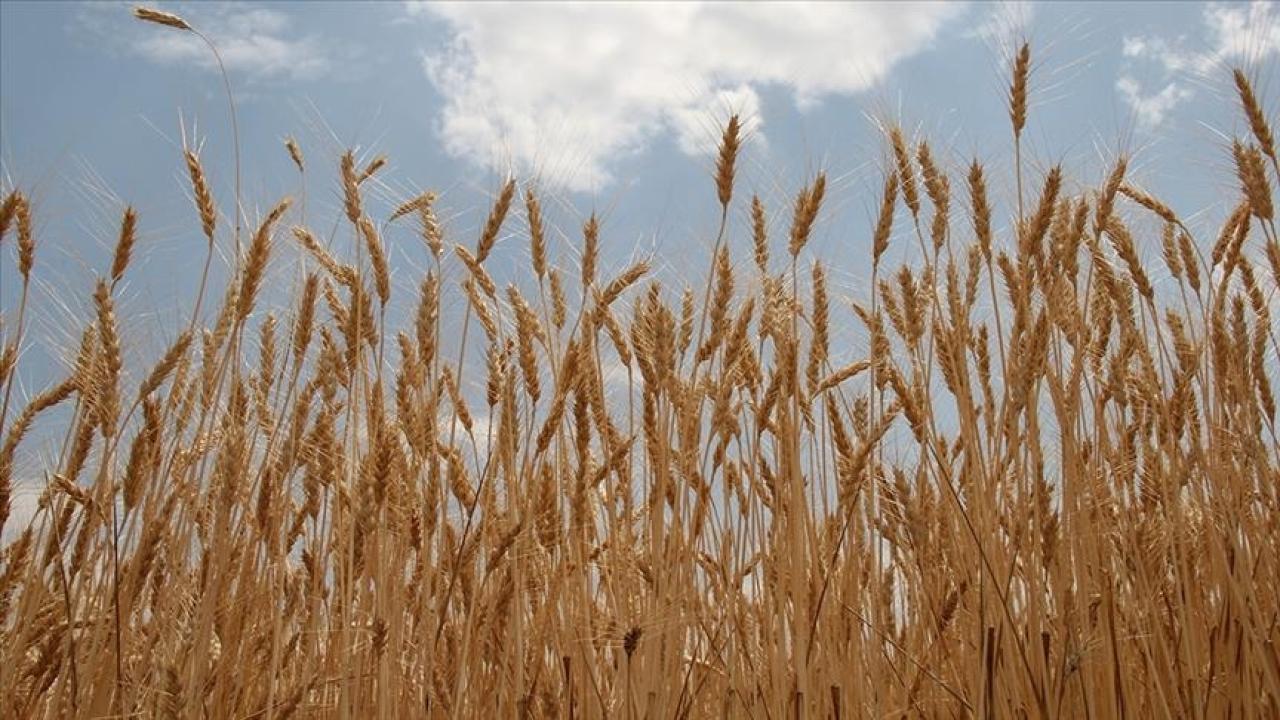 Günlük satışa açıyor