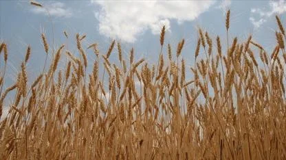 Günlük satışa açıyor