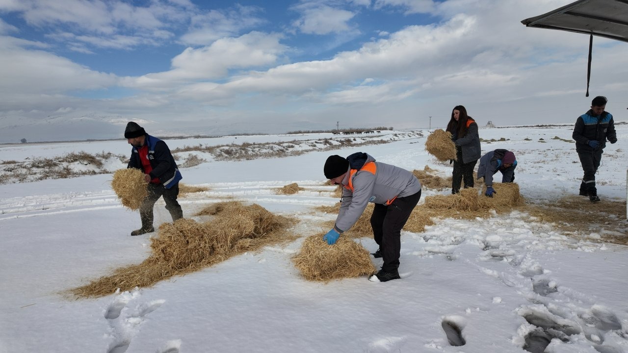 Kayseri'de yılkı atları ve sokak hayvanları için doğaya yem ve mama bırakıldı
