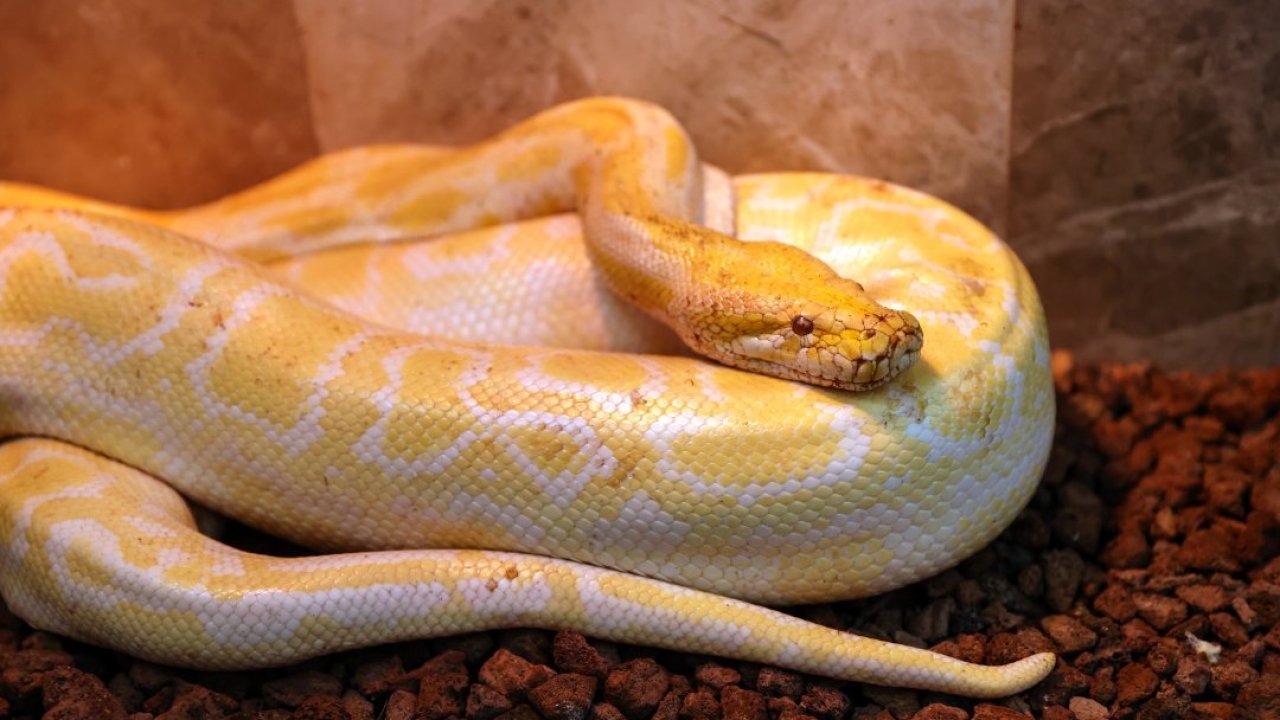 Konya'da albino burma pitonuna doğal yaşam şartlarına yakın bir ortamda bakılıyor