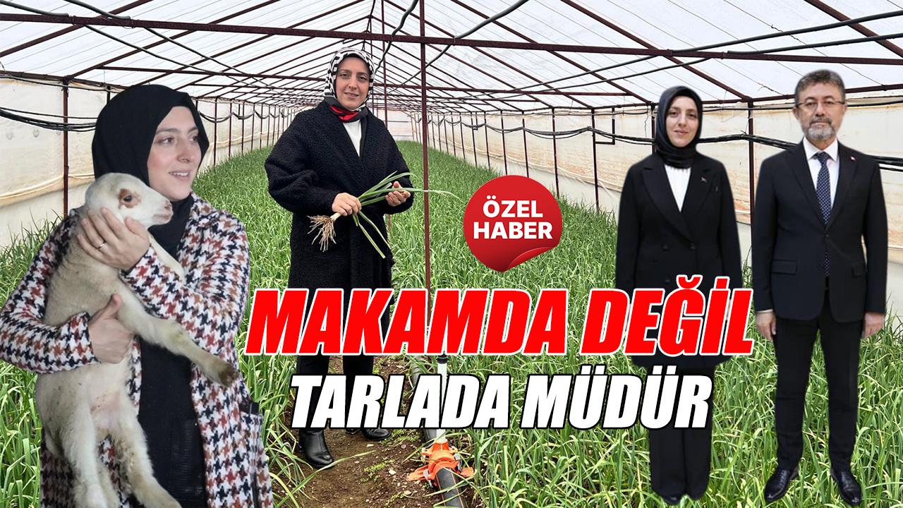 Makamda değil tarlada müdür
