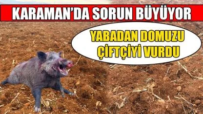Yaban domuzu çiftçiyi vurdu