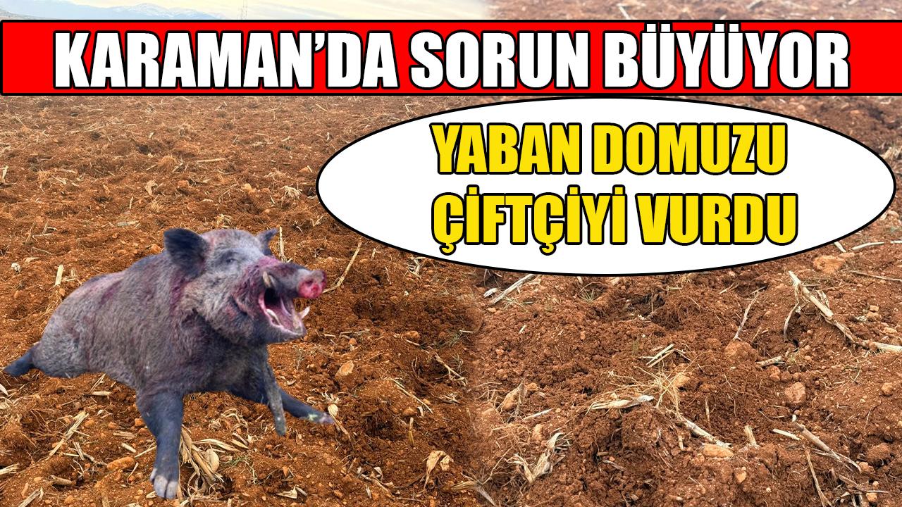 Yaban domuzu çiftçiyi vurdu
