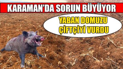 Yaban domuzu çiftçiyi vurdu