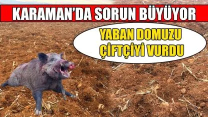 Yaban domuzu çiftçiyi vurdu