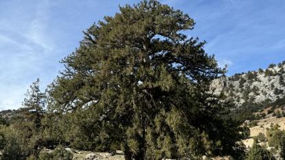 1931 yaşında asırlara meydan okuyor