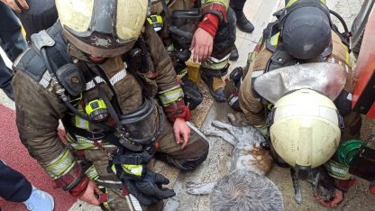 Ankara'da yangından etkilenen kediler kalp masajı ve oksijenle hayata döndürüldü
