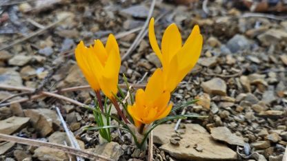 Çankırı'da baharın müjdecisi çiğdemler çiçek açtı