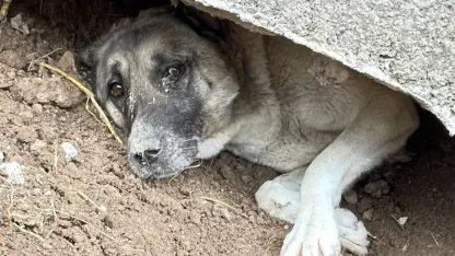 Sivas'ta sıkıştığı yerde mahsur kalan sahipsiz köpek, itfaiye ekiplerince kurtarıldı