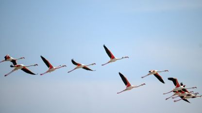 Tuzla Palas Gölü'nde yıllar sonra yeniden allı turnaların sesi duyuldu