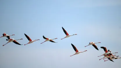 Tuzla Palas Gölü'nde yıllar sonra yeniden allı turnaların sesi duyuldu