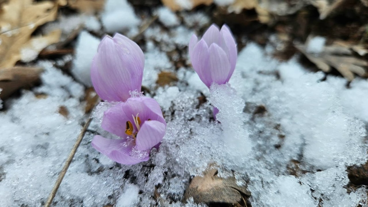 Çankırı'da baharın müjdecisi kar çiçekleri açtı