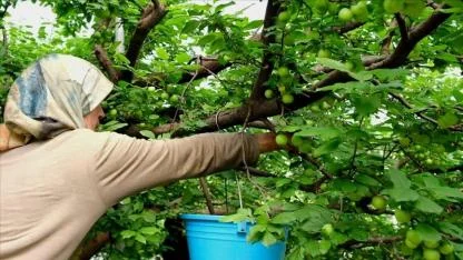 Erik hasadı başladı