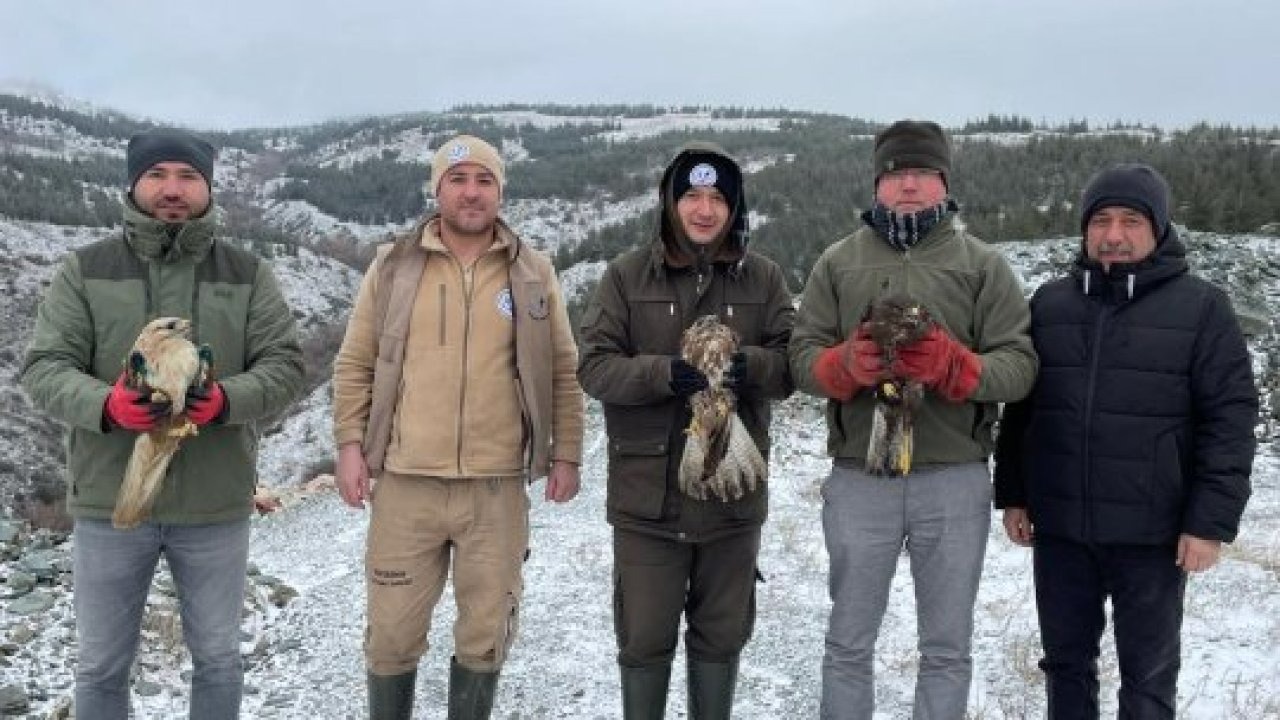 Eskişehir'de yaralı 3 şahin ve 1 kara akbaba tedavi edildi