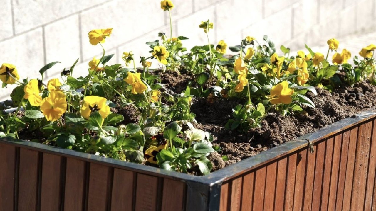 Güdül'de mevsimlik çiçek dikim çalışmaları sürüyor