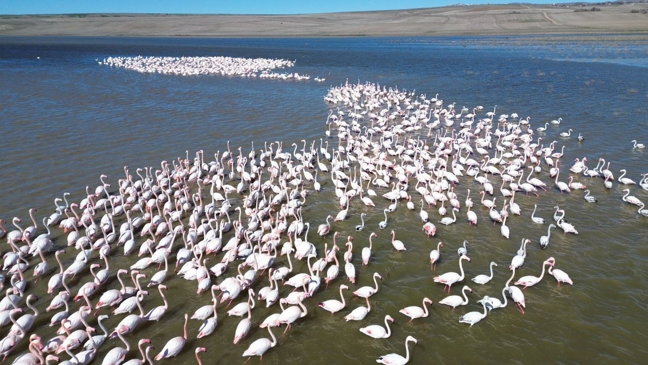 Jandarma flamingolar için Gelingüllü Barajı'nda mesaide