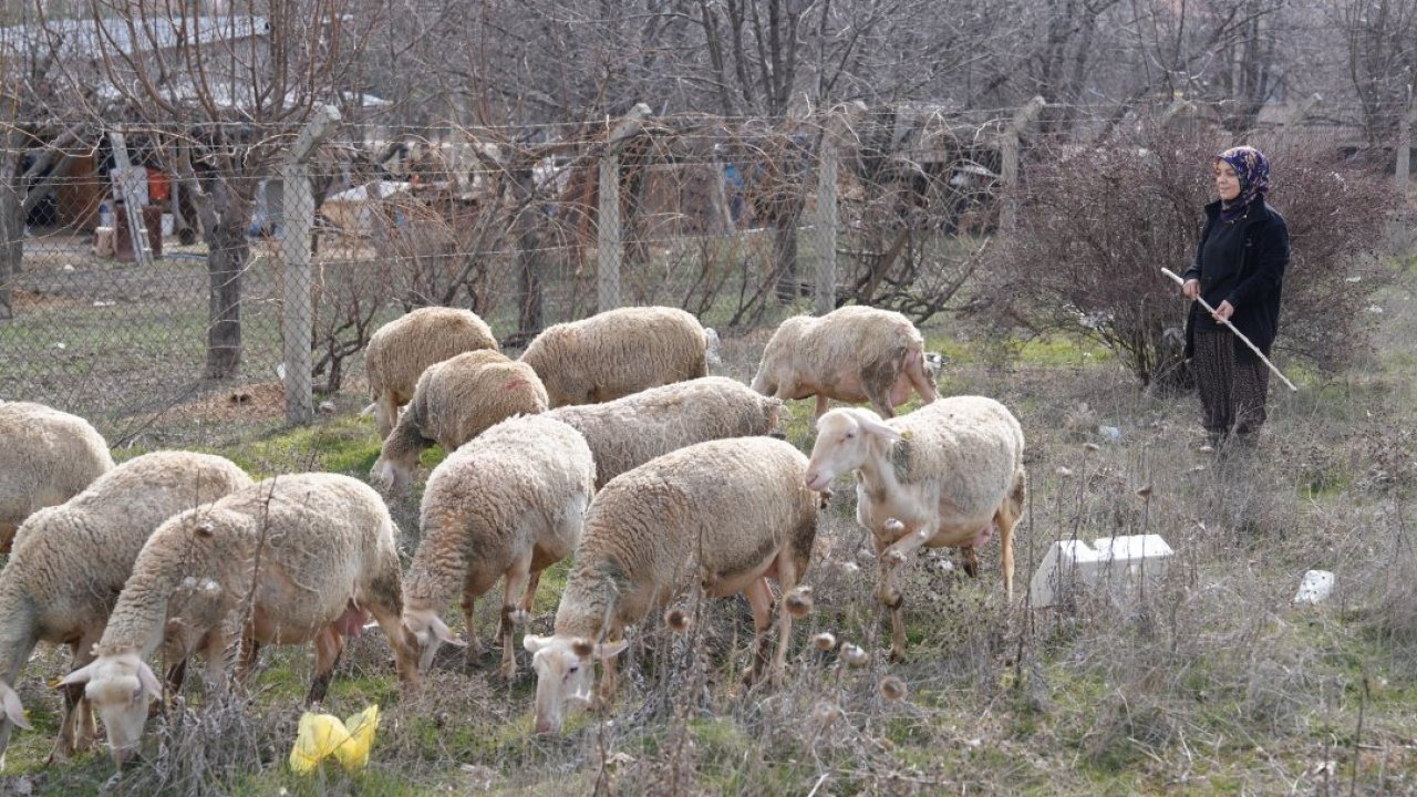 Kadın girişimci 3 koyunla başladığı hayvancılıkta kendi işinin patronu oldu