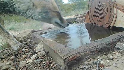 Karaman’da doğanın sessiz misafirleri