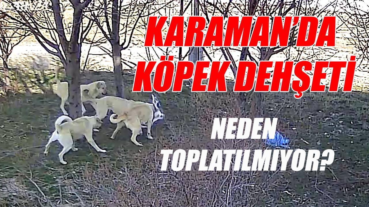 Karaman'da köpek dehşeti - neden toplatılmıyor