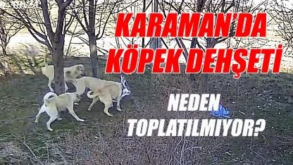 Karaman'da köpek dehşeti - neden toplatılmıyor