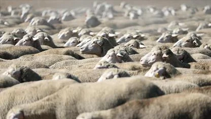 TİGEM küçükbaş hayvan satacak