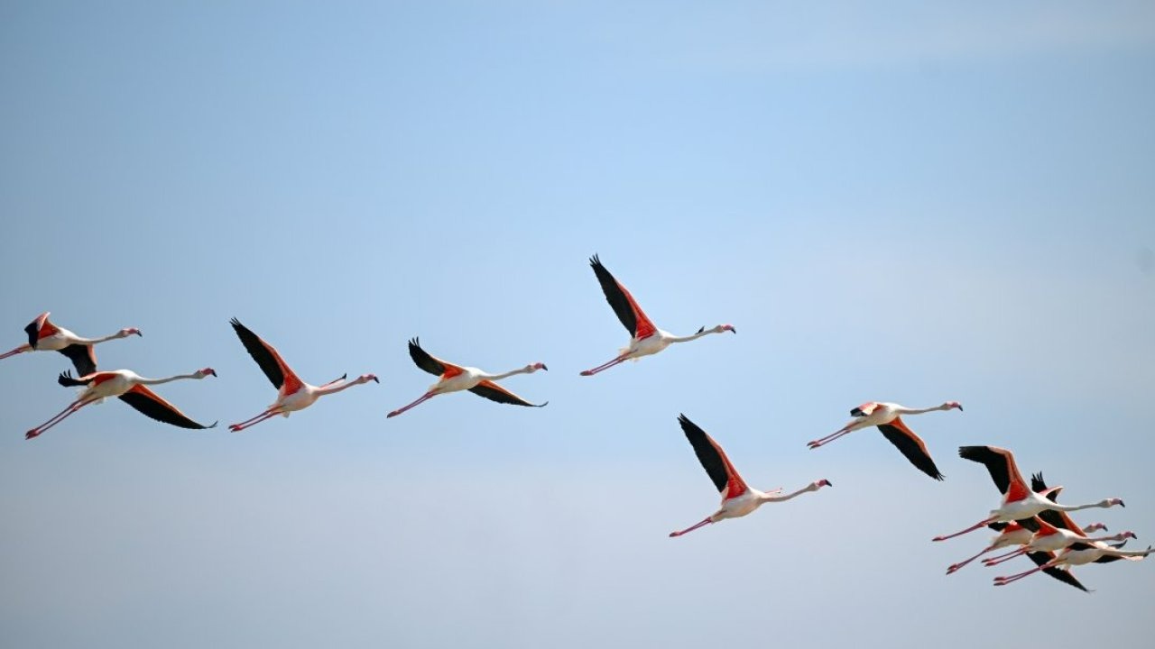 Tuzla Palas Gölü'nde yıllar sonra yeniden allı turnaların sesi duyuldu