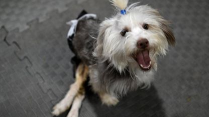 Sahibi vefat eden engelli köpek Yumoş, iyileşip yeni yuvasına koşacağı günü bekliyor