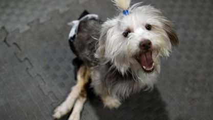 Sahibi vefat eden engelli köpek Yumoş, iyileşip yeni yuvasına koşacağı günü bekliyor