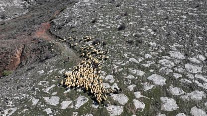 Belediyenin 4 bin 300 küçükbaş hayvan dağıtımıyla başlayan proje "büyük sürülere" dönüştü