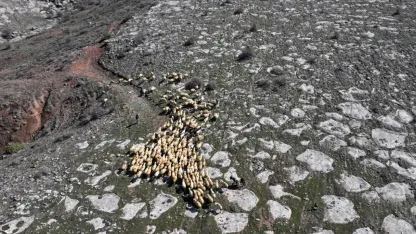 Belediyenin 4 bin 300 küçükbaş hayvan dağıtımıyla başlayan proje "büyük sürülere" dönüştü