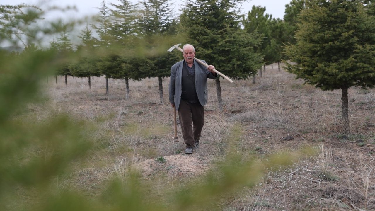 Erdoğan amca diktiği 12 bin fidanla bozkırı yeşille buluşturdu