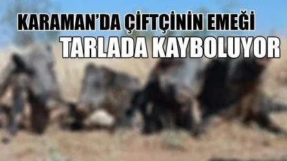 Karaman'da çiftçinin emeği tarlada kayboluyor